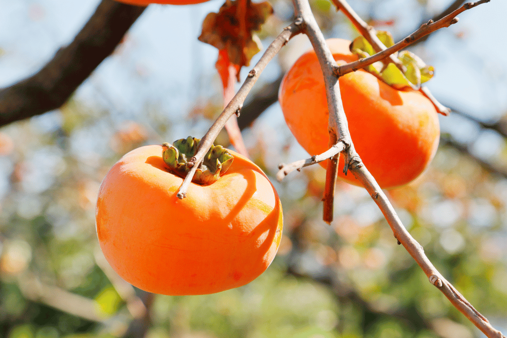 Persimmons