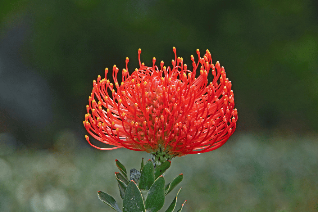 Pincushion Protea