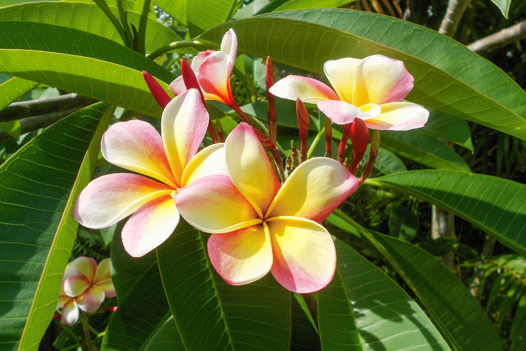 Hawaiian Flowers