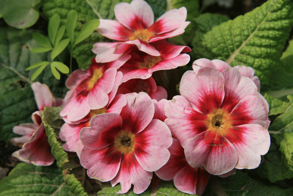 Primroses