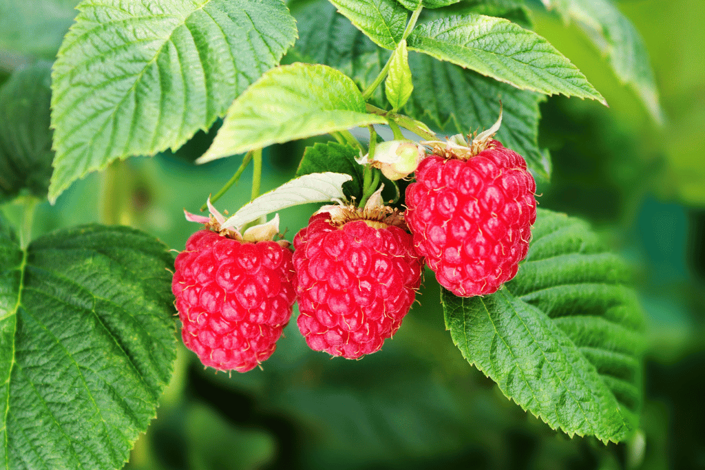 Raspberries