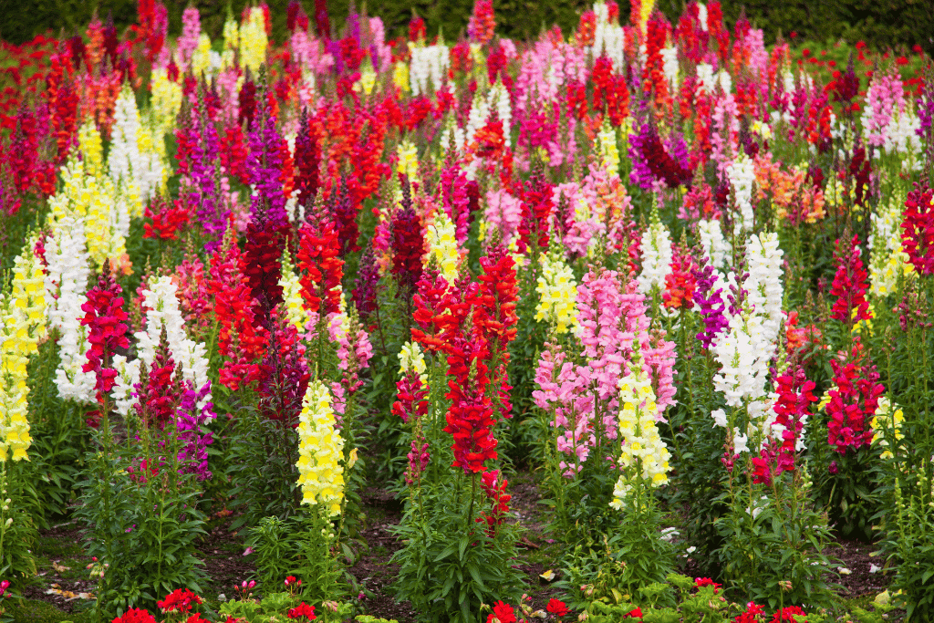 Snapdragons