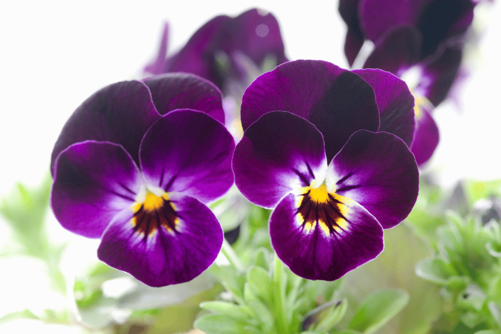 Violas