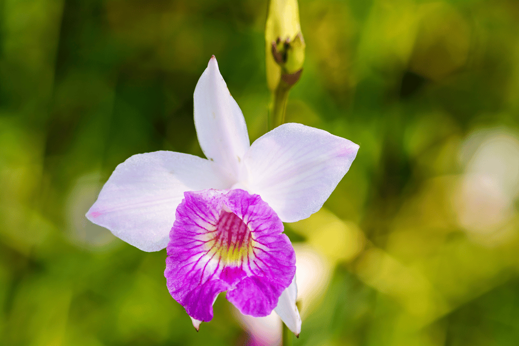 Yellow Bamboo Orchid