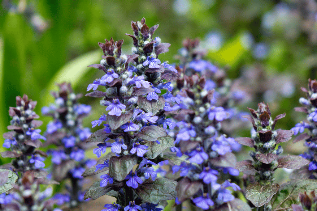 Bugleweed