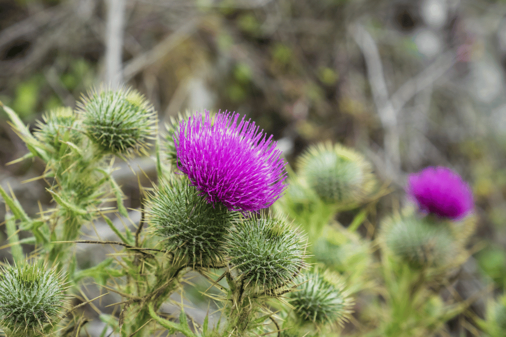 Bull Thistle