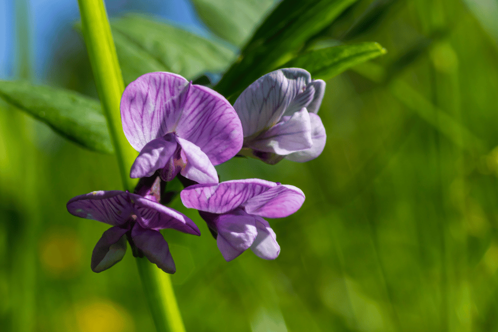 Bush Vetch