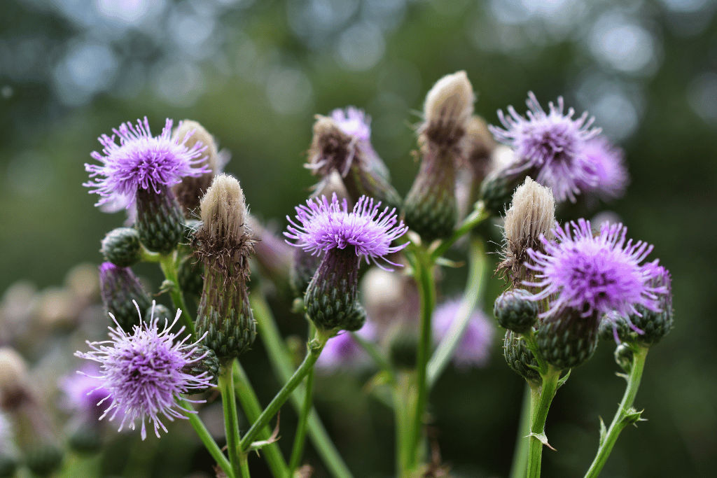 Canada Thistle