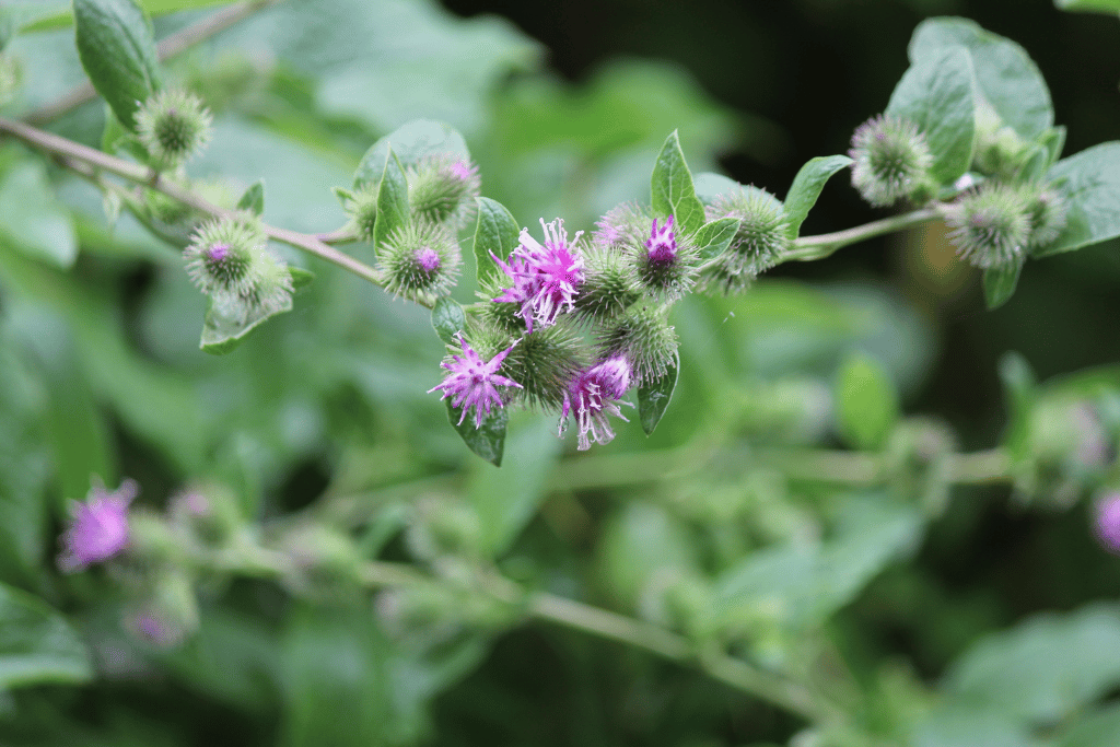 Common Burdock