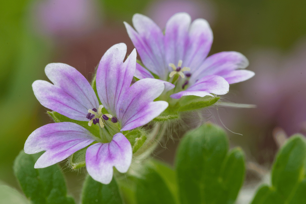 Dove's Foot Cranesbill