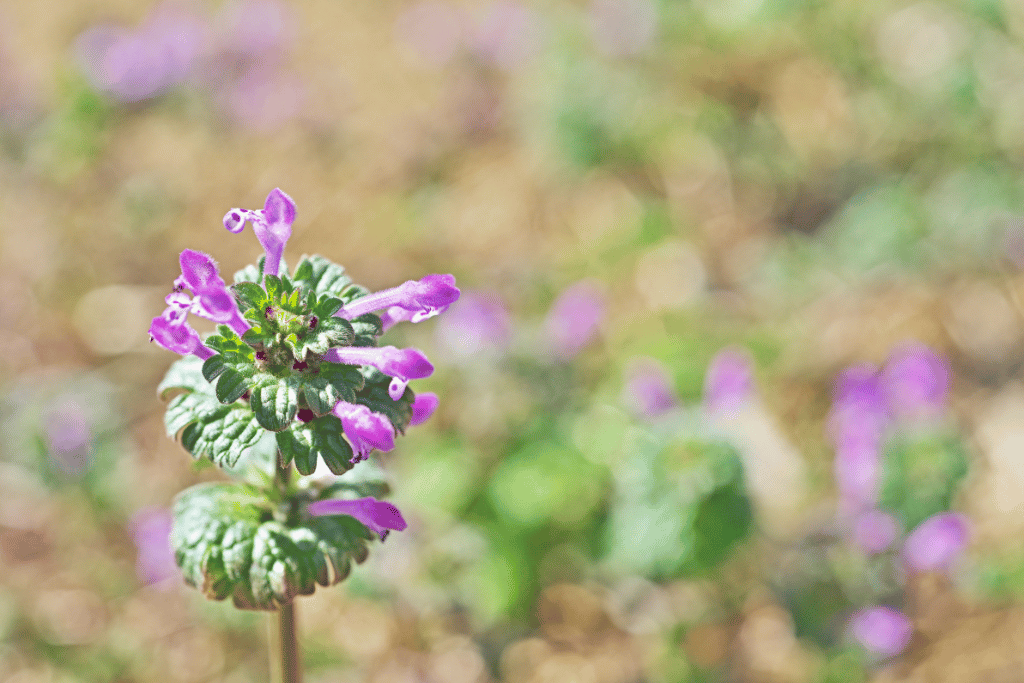 Henbit 