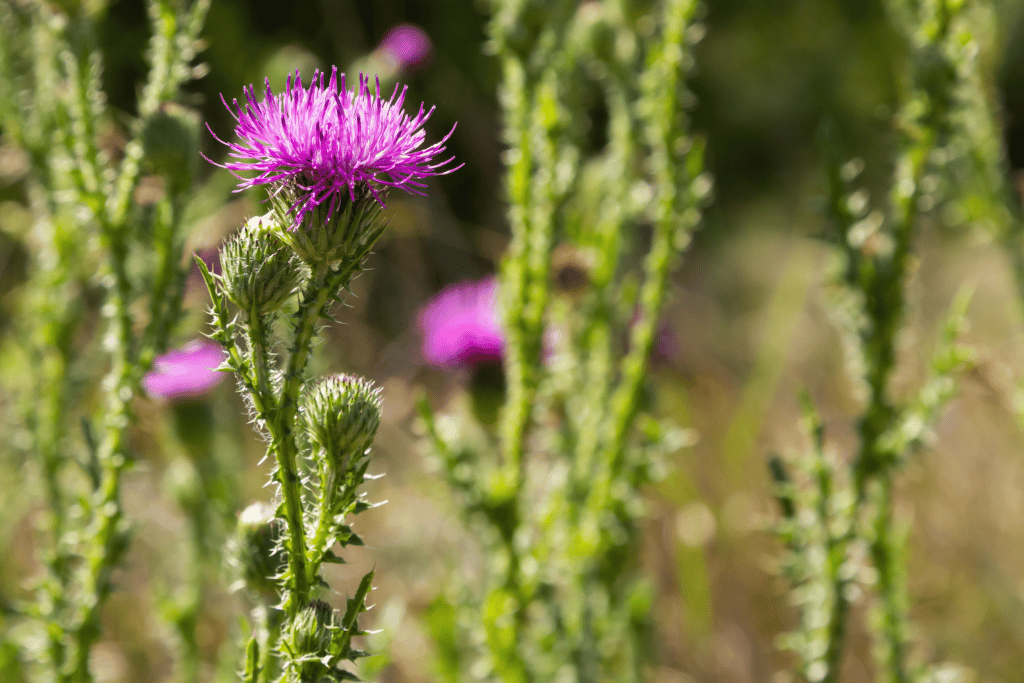 Milk Thistle