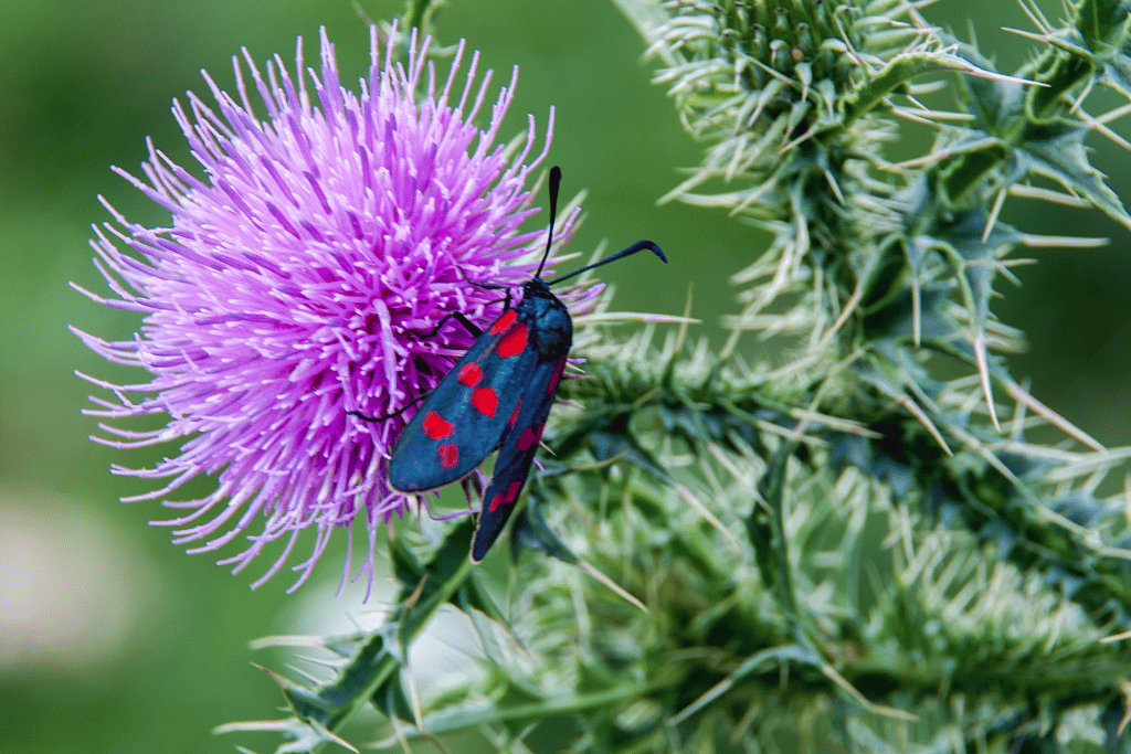 Nodding Thistle