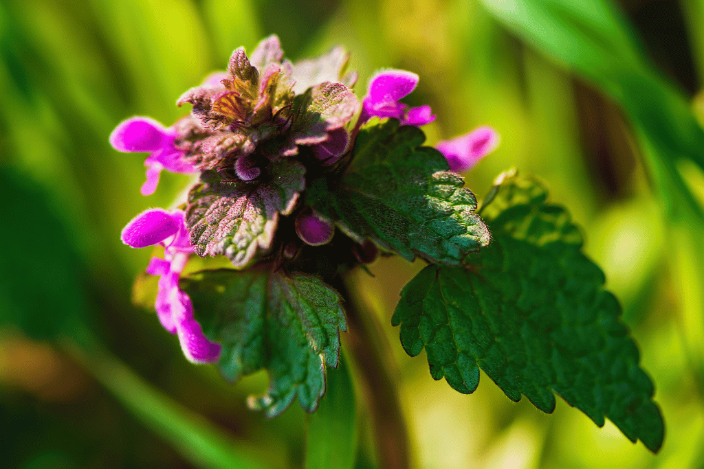 Purple Dead Nettle