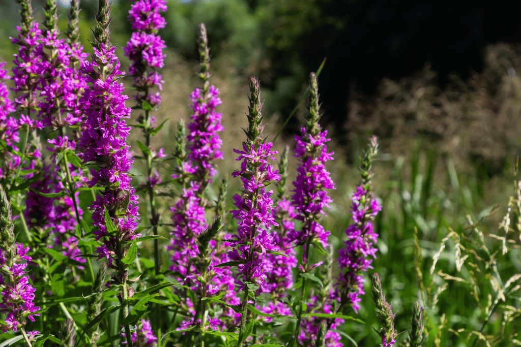 Purple Loosestrife