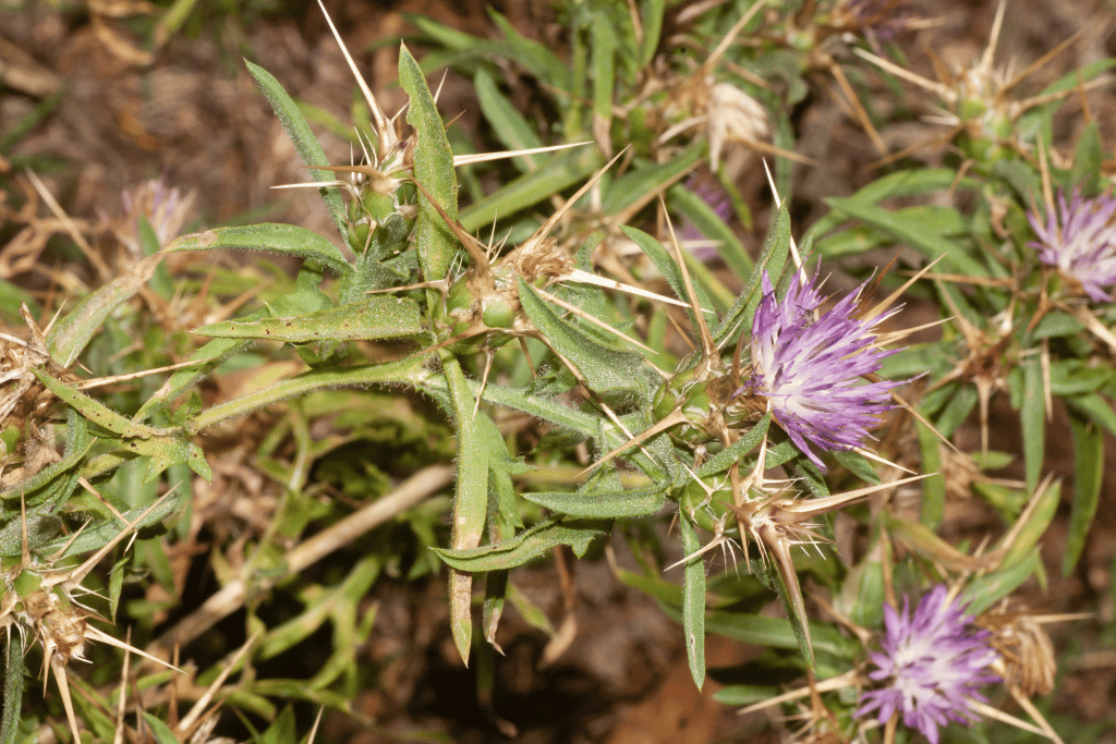 Purple Starthistle