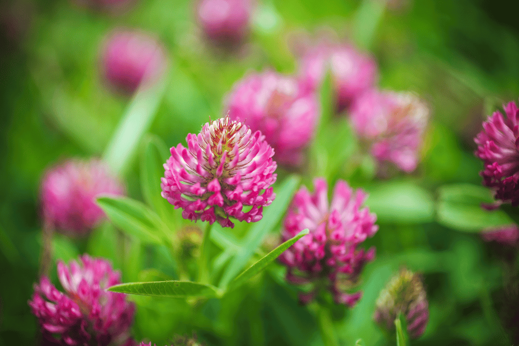 Red Clover