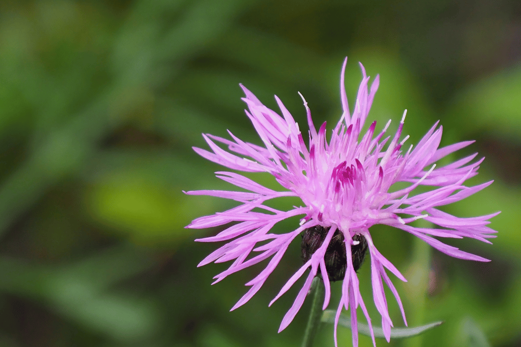 Spotted Knapweed