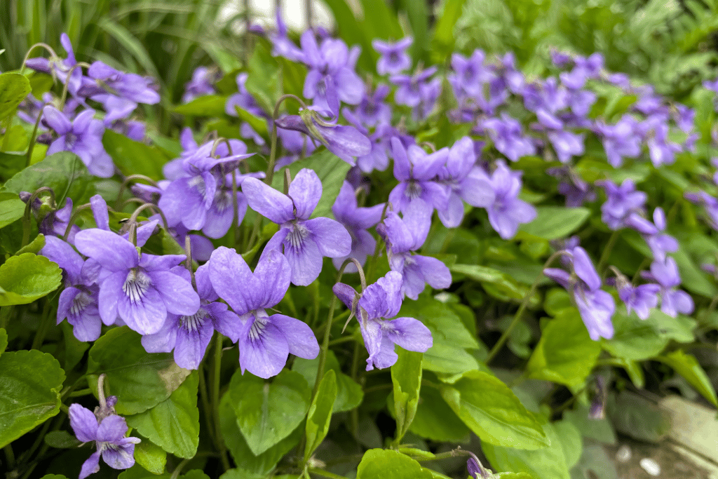 Wild Violet 