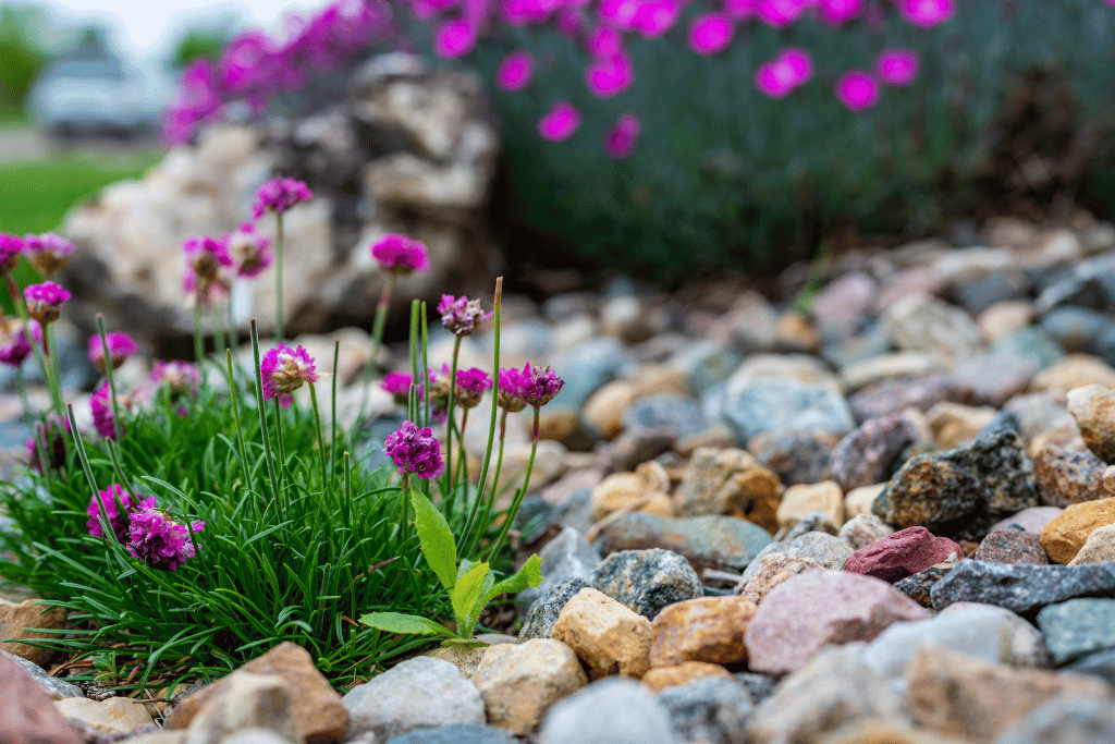 weed with purple flowers