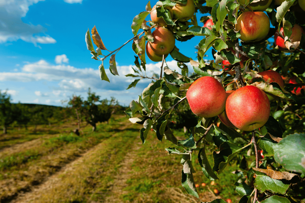 Apple Trees