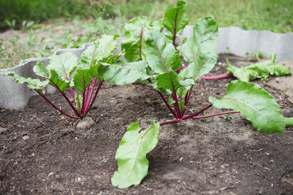 Beetroots