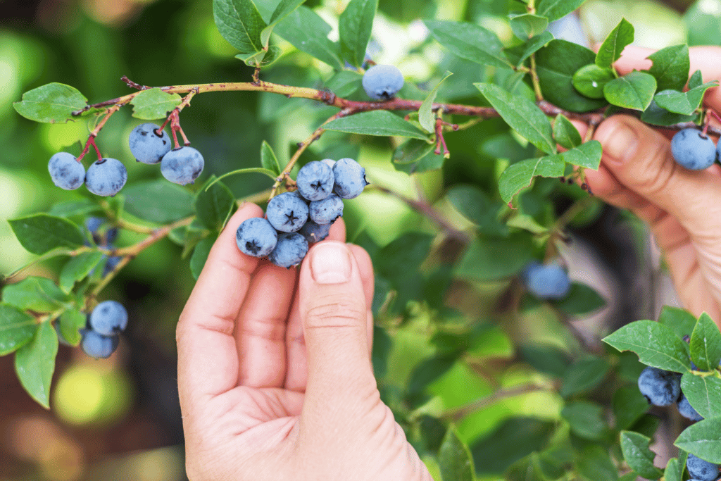 Blueberry Bushes