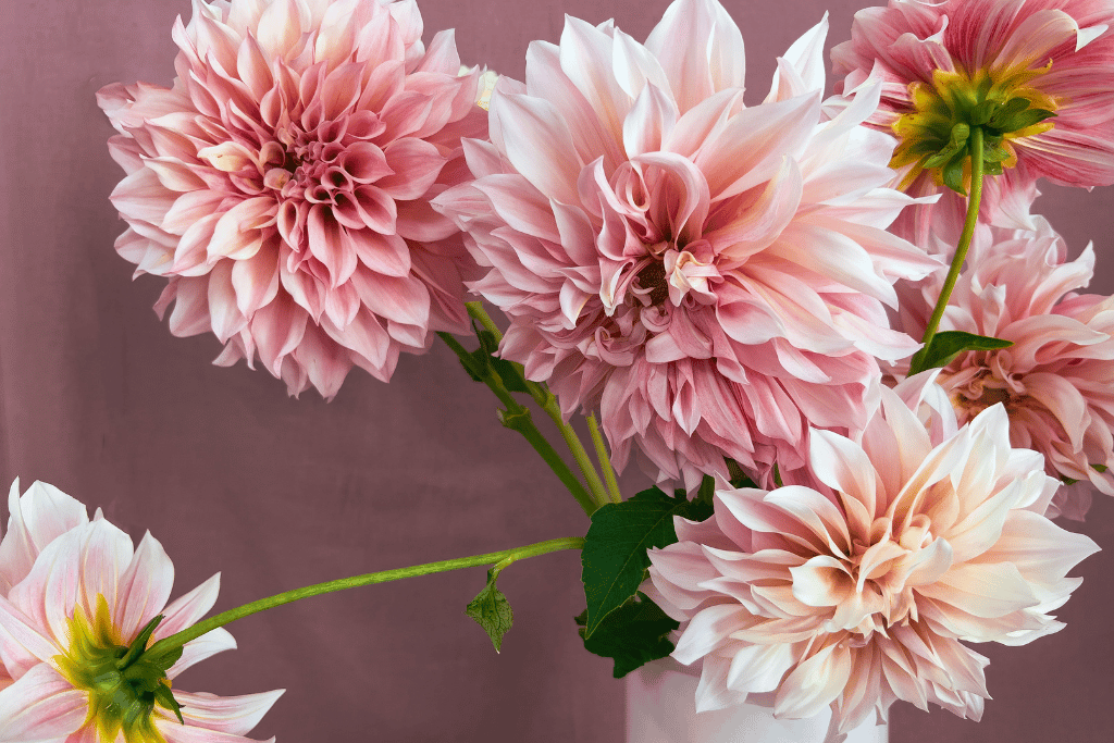 Dahlias