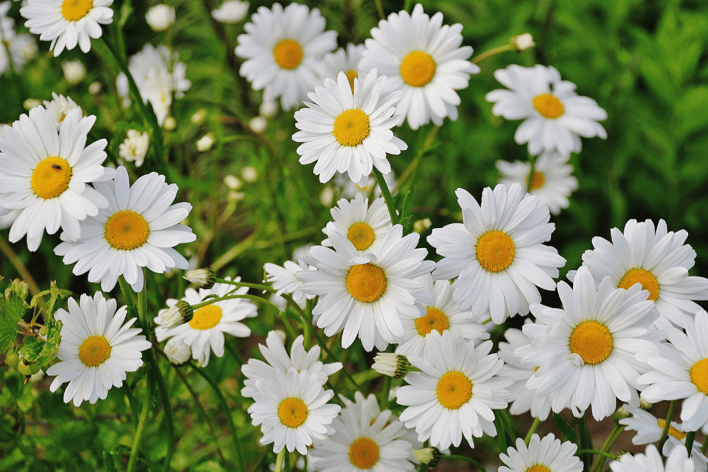 Daisies