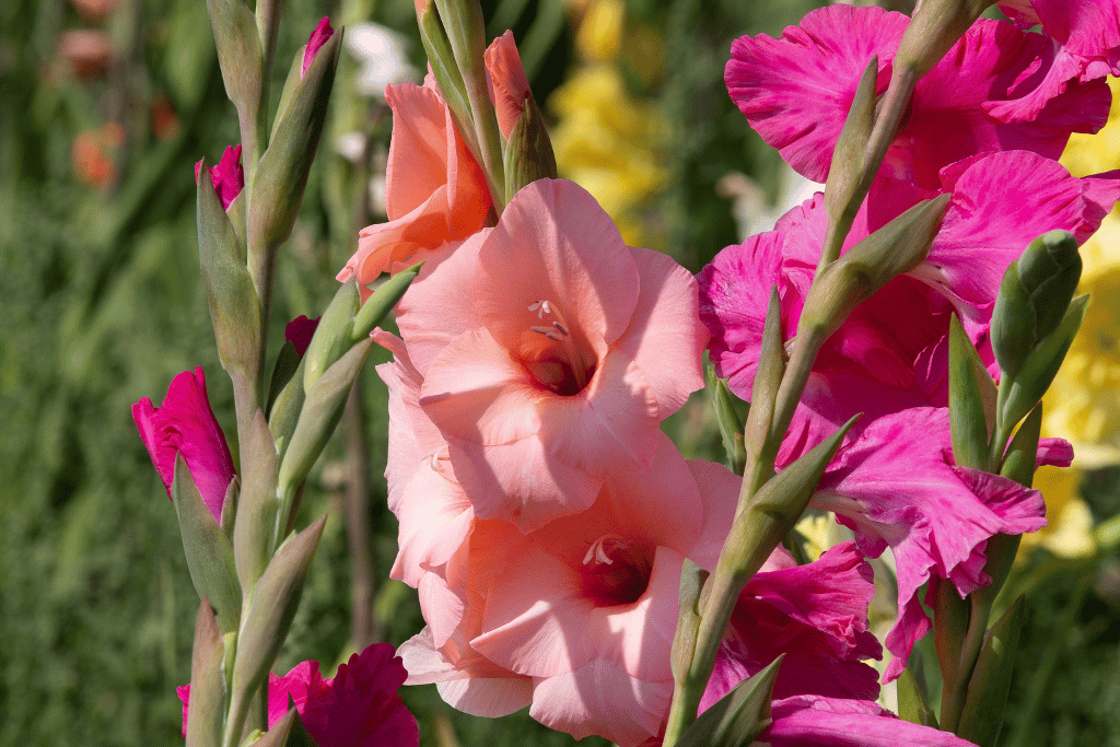 gladiolous