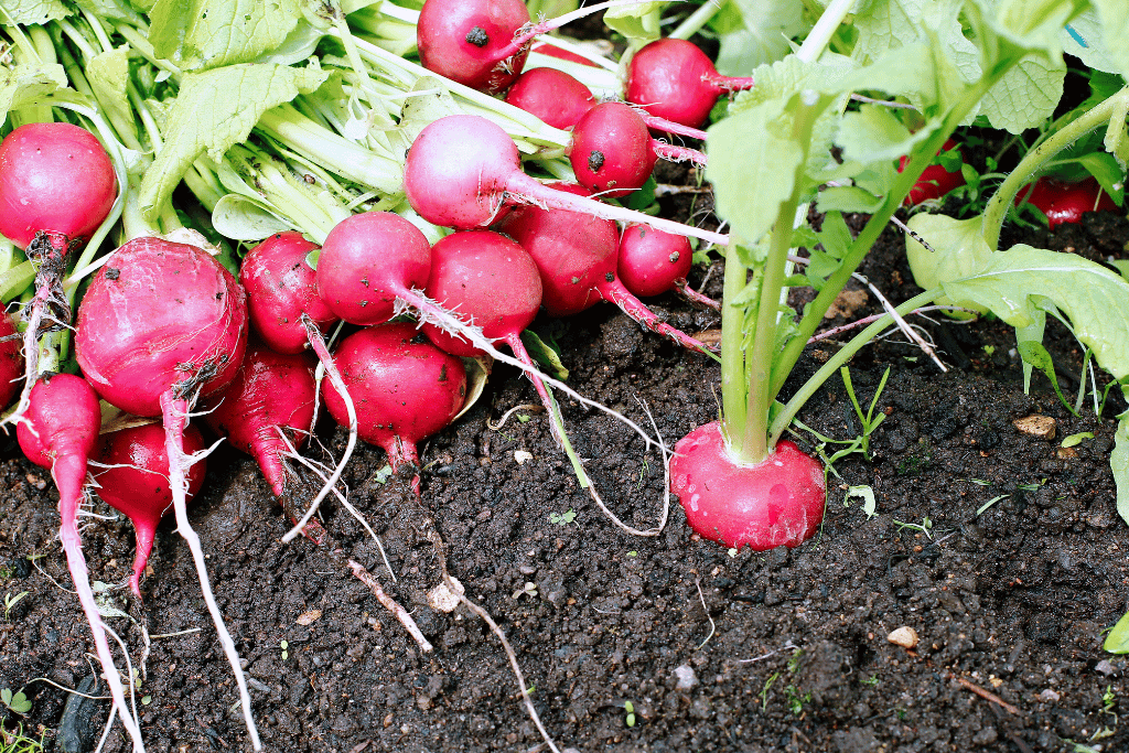 Radishes