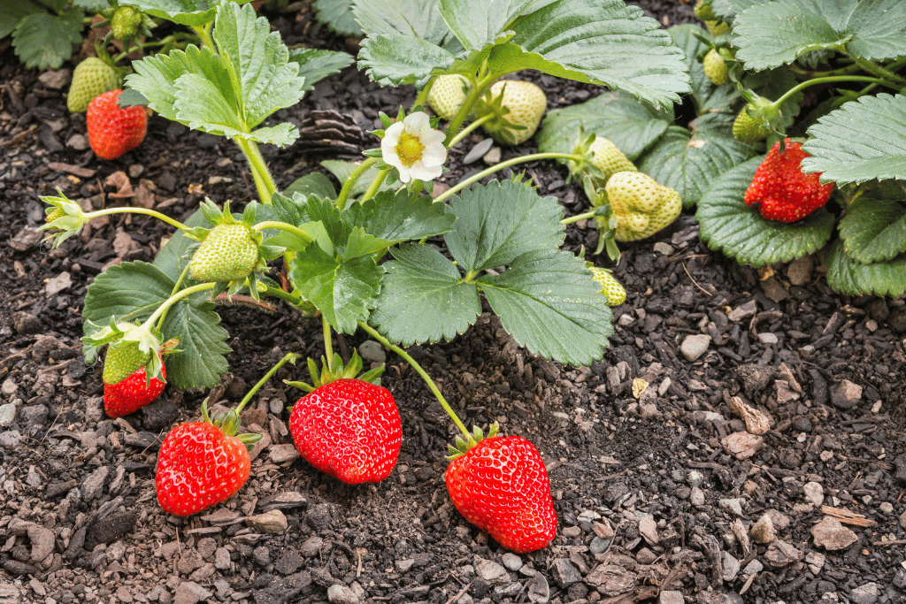 Strawberries