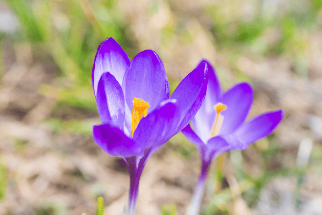 Crocuses