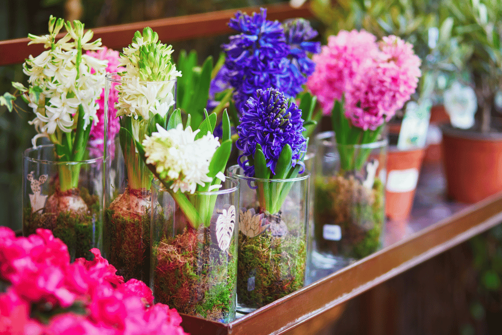 Hyacinths