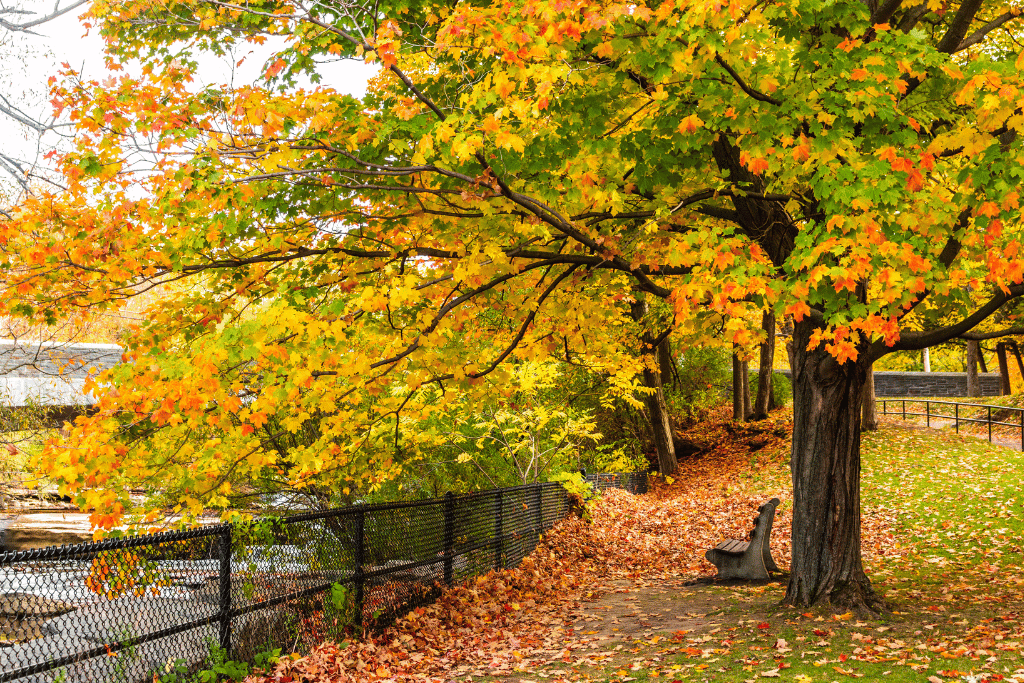 Maple Trees