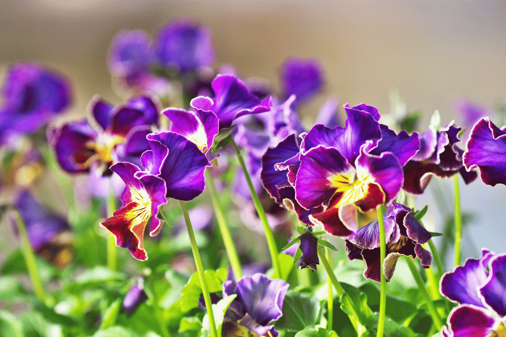 Pansies