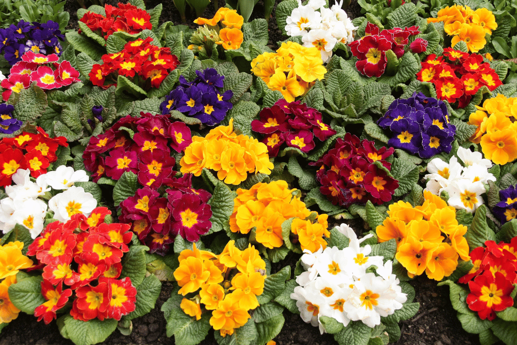 Primroses