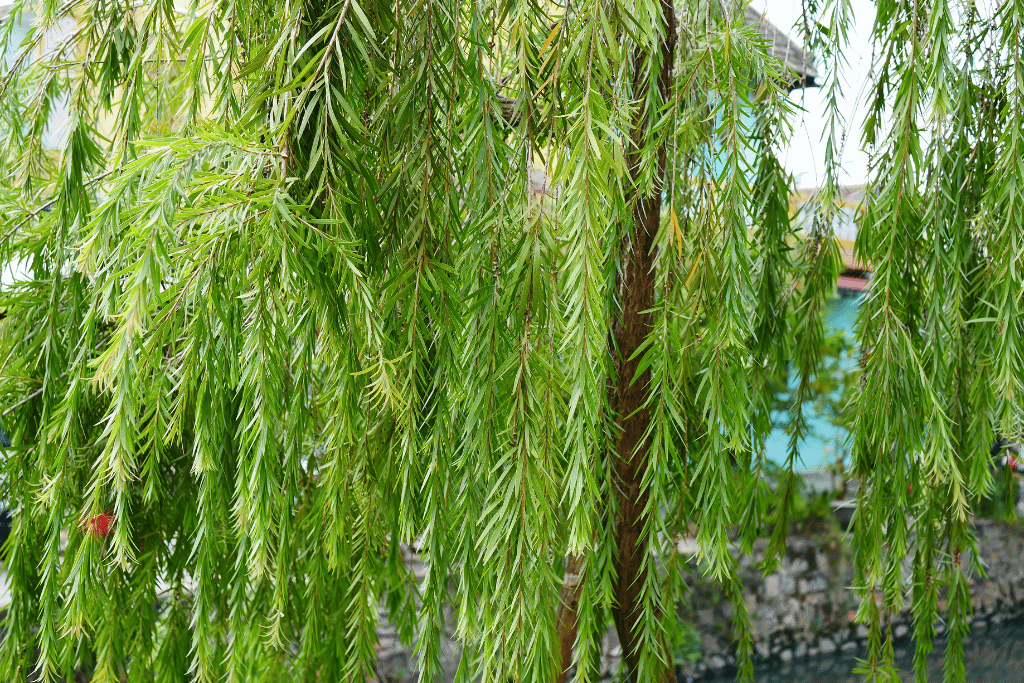 Willow Trees