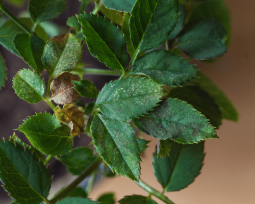 Early Signs of Spider Mites