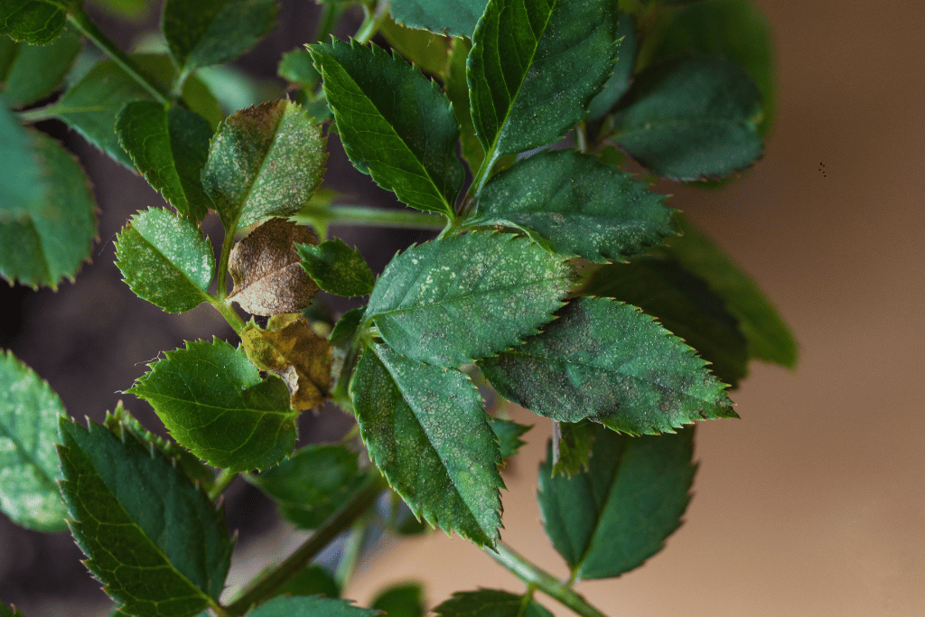 Early Signs of Spider Mites