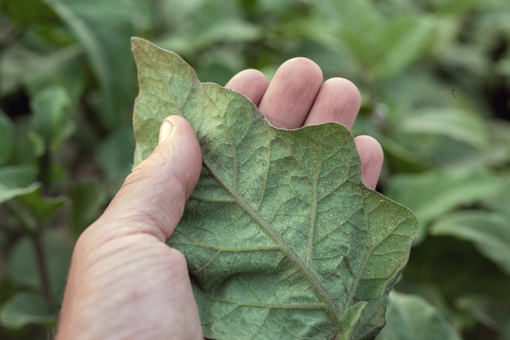 Spider Mite Damage