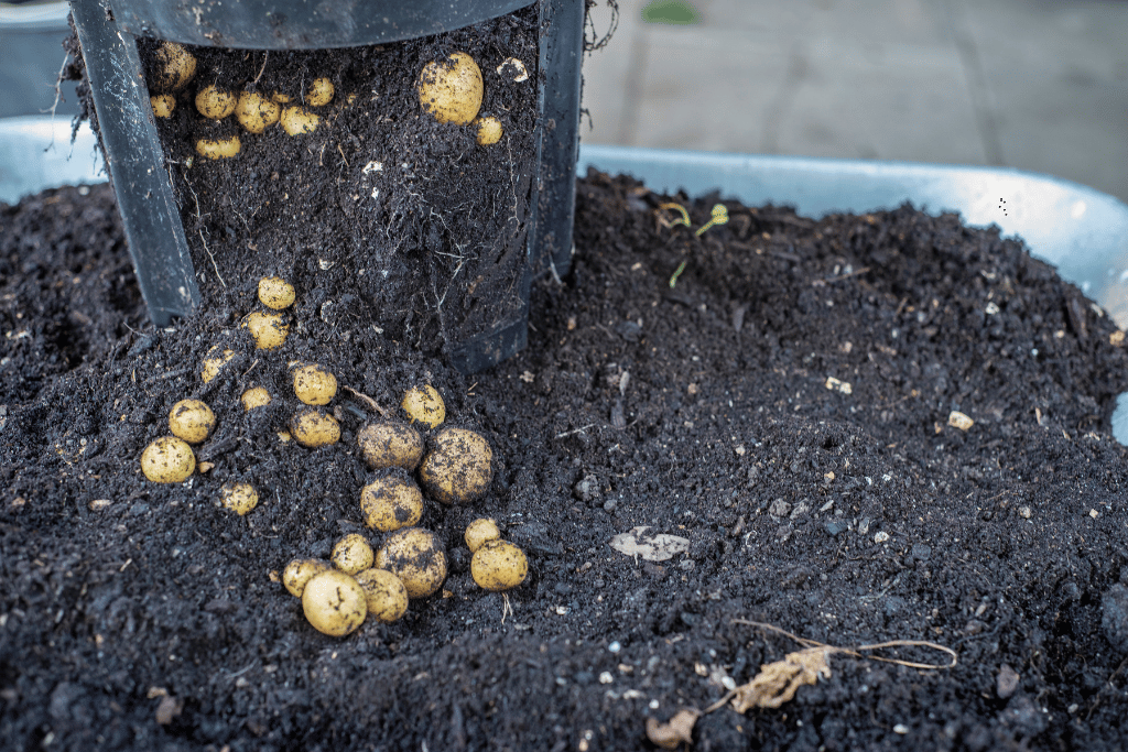 Growing Potatoes in a Bucket