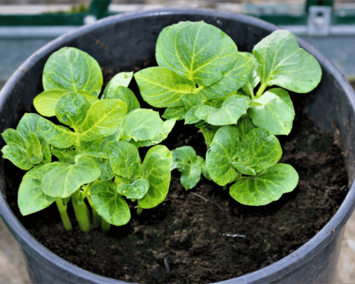 How to Grow Potatoes in a Bucket