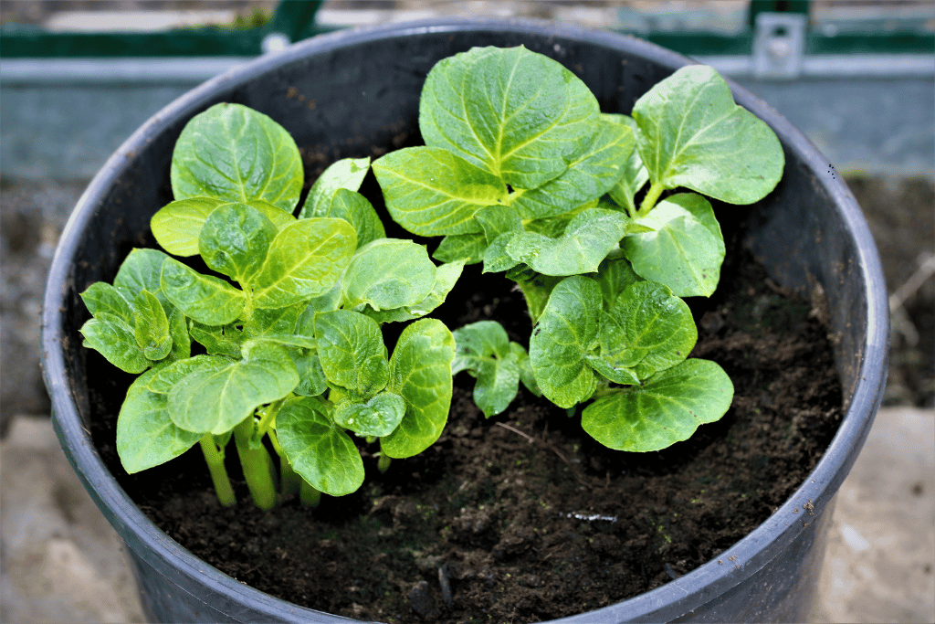 How to Grow Potatoes in a Bucket