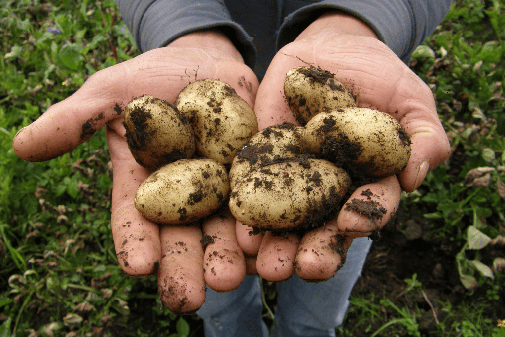 Tips for Potato Harvest