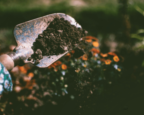 Summer Garden Tips