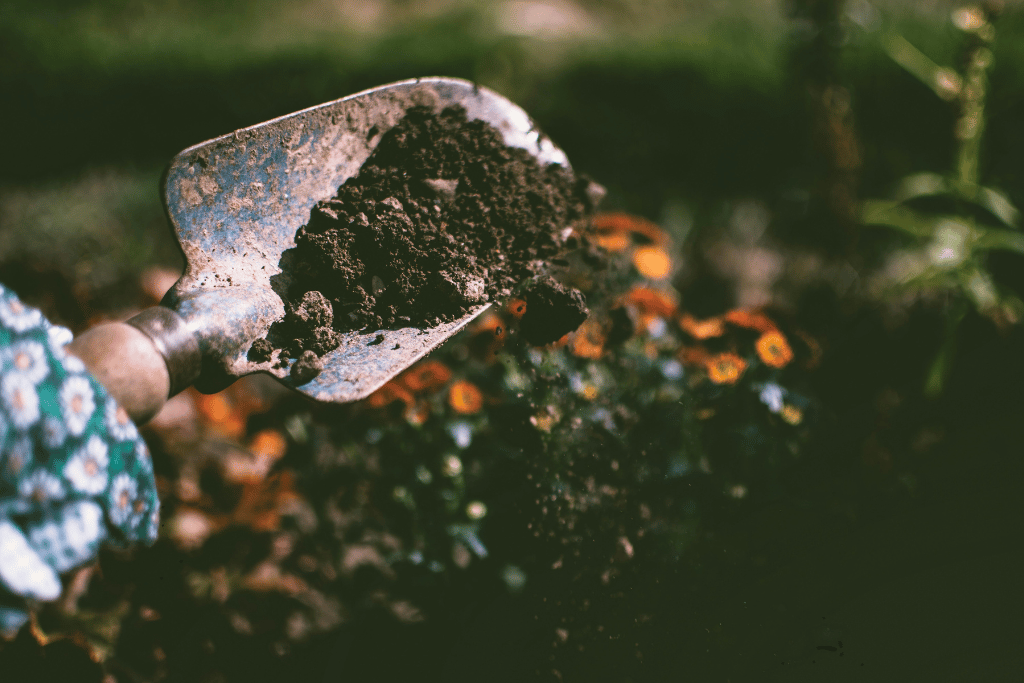 Summer Garden Tips